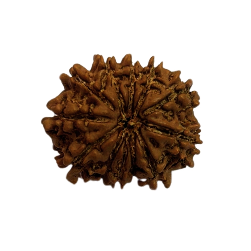 12 Mukhi Rudraksha Nepali 12 Mukhi Rudraksha Nepali