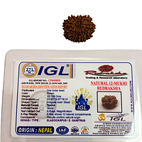 12 Mukhi Rudraksha Nepali 12 Mukhi Rudraksha Nepali