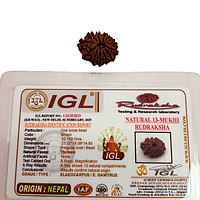 13 Mukhi Rudraksha Nepali