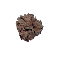 3 Mukhi Rudraksha Nepali