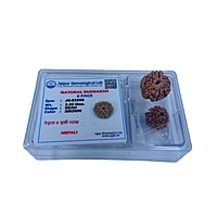 6 Mukhi Rudraksha Nepali 6 Mukhi Rudraksha Nepali