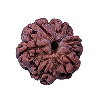 6 Mukhi Rudraksha Nepali 6 Mukhi Rudraksha Nepali