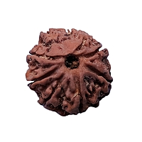 8 Mukhi Rudraksha Nepali 8 Mukhi Rudraksha Nepali