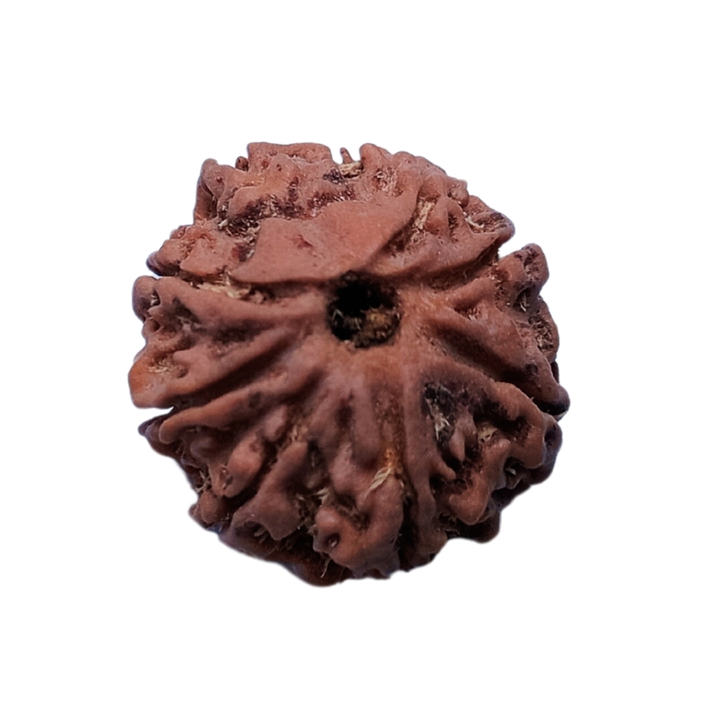 8 Mukhi Rudraksha Nepali 8 Mukhi Rudraksha Nepali