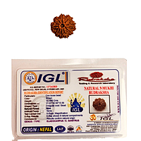 9 Mukhi Rudraksha Nepali